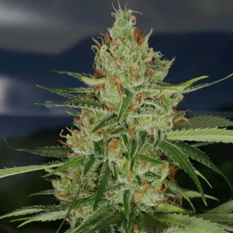 SUPER LEMON HAZE