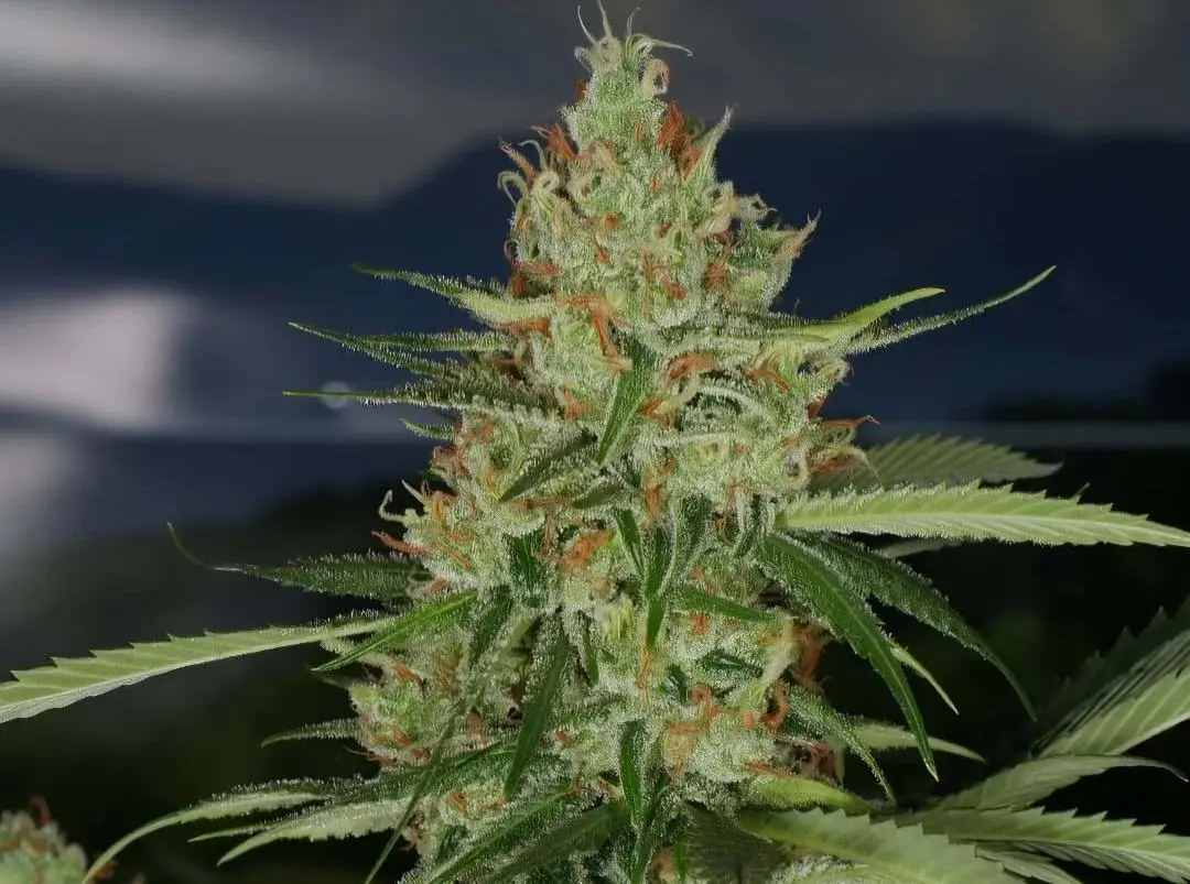 SUPER LEMON HAZE